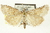  ( - CNCLEP00113306)  @11 [ ] CreativeCommons - Attribution (2014) CBG Photography Group Centre for Biodiversity Genomics