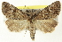  (Cryphia - CNCLEP00113307)  @15 [ ] CreativeCommons - Attribution (2014) CBG Photography Group Centre for Biodiversity Genomics