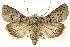  (Sympistis perscripta - CNCLEP00113322)  @15 [ ] CreativeCommons - Attribution (2014) CBG Photography Group Centre for Biodiversity Genomics