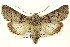  ( - CNCLEP00113323)  @15 [ ] CreativeCommons - Attribution (2014) CBG Photography Group Centre for Biodiversity Genomics