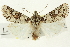 ( - CNCLEP00113333)  @13 [ ] CreativeCommons - Attribution (2014) CBG Photography Group Centre for Biodiversity Genomics