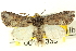  ( - CNCLEP00113335)  @14 [ ] CreativeCommons - Attribution (2014) CBG Photography Group Centre for Biodiversity Genomics