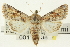  ( - CNCLEP00113338)  @15 [ ] CreativeCommons - Attribution (2014) CBG Photography Group Centre for Biodiversity Genomics