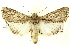  ( - CNCLEP00113354)  @15 [ ] CreativeCommons - Attribution (2014) CBG Photography Group Centre for Biodiversity Genomics