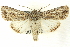  ( - CNCLEP00113355)  @15 [ ] CreativeCommons - Attribution (2014) CBG Photography Group Centre for Biodiversity Genomics