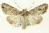  (Scotogramma fervida - CNCLEP00113356)  @15 [ ] CreativeCommons - Attribution (2014) CBG Photography Group Centre for Biodiversity Genomics
