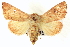  (Sideridis ruisa - CNCLEP00113358)  @14 [ ] CreativeCommons - Attribution (2014) CBG Photography Group Centre for Biodiversity Genomics
