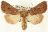  (Sideridis vindemialis - CNCLEP00113360)  @15 [ ] CreativeCommons - Attribution (2014) CBG Photography Group Centre for Biodiversity Genomics