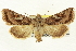  ( - CNCLEP00113363)  @14 [ ] CreativeCommons - Attribution (2014) CBG Photography Group Centre for Biodiversity Genomics