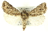  ( - CNCLEP00113367)  @14 [ ] CreativeCommons - Attribution (2014) CBG Photography Group Centre for Biodiversity Genomics