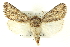  (Eucoptocnemis dollii - CNCLEP00113368)  @14 [ ] CreativeCommons - Attribution (2014) CBG Photography Group Centre for Biodiversity Genomics
