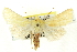  ( - CNCLEP00113376)  @14 [ ] CreativeCommons - Attribution (2014) CBG Photography Group Centre for Biodiversity Genomics