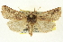  ( - CNCLEP00113388)  @14 [ ] CreativeCommons - Attribution (2014) CBG Photography Group Centre for Biodiversity Genomics