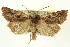  (Cerastis robertsoni - CNCLEP00113389)  @14 [ ] CreativeCommons - Attribution (2014) CBG Photography Group Centre for Biodiversity Genomics