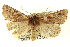  ( - CNCLEP00113390)  @13 [ ] CreativeCommons - Attribution (2014) CBG Photography Group Centre for Biodiversity Genomics