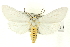  (Euchaetes helena - CNCLEP00113423)  @14 [ ] CreativeCommons - Attribution (2014) CBG Photography Group Centre for Biodiversity Genomics