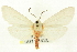  (Euchaetes elegans - CNCLEP00113428)  @14 [ ] CreativeCommons - Attribution (2014) CBG Photography Group Centre for Biodiversity Genomics