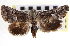  (Stylopoda groteana - CNCLEP00115905)  @14 [ ] CreativeCommons - Attribution (2014) CBG Photography Group Centre for Biodiversity Genomics