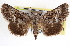  ( - CNCLEP00115907)  @11 [ ] CreativeCommons - Attribution (2014) CBG Photography Group Centre for Biodiversity Genomics