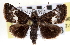  (Stylopoda cephalica - CNCLEP00115908)  @14 [ ] CreativeCommons - Attribution (2014) CBG Photography Group Centre for Biodiversity Genomics