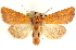  ( - CNCLEP00115924)  @11 [ ] CreativeCommons - Attribution (2014) CBG Photography Group Centre for Biodiversity Genomics