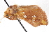  ( - CNCLEP00115929)  @12 [ ] CreativeCommons - Attribution (2014) CBG Photography Group Centre for Biodiversity Genomics