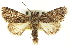  ( - CNCLEP00115931)  @14 [ ] CreativeCommons - Attribution (2014) CBG Photography Group Centre for Biodiversity Genomics