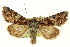  (Hadena paulula - CNCLEP00115986)  @15 [ ] CreativeCommons - Attribution (2014) CBG Photography Group Centre for Biodiversity Genomics