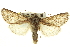  ( - CNCLEP00115989)  @11 [ ] CreativeCommons - Attribution (2014) CBG Photography Group Centre for Biodiversity Genomics