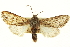  ( - CNCLEP00115991)  @11 [ ] CreativeCommons - Attribution (2014) CBG Photography Group Centre for Biodiversity Genomics