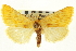  ( - CNCLEP00116040)  @14 [ ] CreativeCommons - Attribution (2014) CBG Photography Group Centre for Biodiversity Genomics