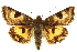  (Heliothis australis - CNCLEP00116050)  @15 [ ] CreativeCommons - Attribution (2014) CBG Photography Group Centre for Biodiversity Genomics