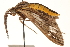  ( - CNCLEP00117616)  @12 [ ] CreativeCommons - Attribution (2014) CBG Photography Group Centre for Biodiversity Genomics