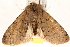  ( - CNCLEP00117702)  @13 [ ] CreativeCommons - Attribution (2014) CBG Photography Group Centre for Biodiversity Genomics