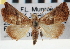  ( - CNCLEP00117710)  @14 [ ] CreativeCommons - Attribution (2014) CBG Photography Group Centre for Biodiversity Genomics