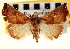  (Eublemma cinnamomea - CNCLEP00117711)  @15 [ ] CreativeCommons - Attribution (2014) CBG Photography Group Centre for Biodiversity Genomics