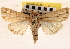  ( - CNCLEP00117712)  @14 [ ] CreativeCommons - Attribution (2014) CBG Photography Group Centre for Biodiversity Genomics