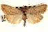  ( - CNCLEP00117713)  @11 [ ] CreativeCommons - Attribution (2014) CBG Photography Group Centre for Biodiversity Genomics