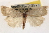  ( - CNCLEP00117714)  @13 [ ] CreativeCommons - Attribution (2014) CBG Photography Group Centre for Biodiversity Genomics