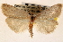 ( - CNCLEP00117715)  @14 [ ] CreativeCommons - Attribution (2014) CBG Photography Group Centre for Biodiversity Genomics