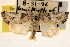  ( - CNCLEP00117724)  @11 [ ] CreativeCommons - Attribution (2014) CBG Photography Group Centre for Biodiversity Genomics