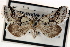  ( - CNCLEP00117725)  @14 [ ] CreativeCommons - Attribution (2014) CBG Photography Group Centre for Biodiversity Genomics
