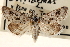  ( - CNCLEP00117726)  @11 [ ] CreativeCommons - Attribution (2014) CBG Photography Group Centre for Biodiversity Genomics