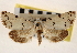  ( - CNCLEP00117735)  @11 [ ] CreativeCommons - Attribution (2014) CBG Photography Group Centre for Biodiversity Genomics