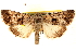  (Sympistis apis - CNCLEP00117748)  @15 [ ] CreativeCommons - Attribution (2014) CBG Photography Group Centre for Biodiversity Genomics