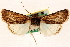  (Sympistis rustica - CNCLEP00117759)  @11 [ ] CreativeCommons - Attribution (2014) CBG Photography Group Centre for Biodiversity Genomics