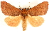  (Datana modesta - CNCLEP00117782)  @15 [ ] CreativeCommons - Attribution (2014) CBG Photography Group Centre for Biodiversity Genomics