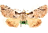  ( - CNCLEP00117803)  @14 [ ] CreativeCommons - Attribution (2014) CBG Photography Group Centre for Biodiversity Genomics