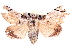  ( - CNCLEP00117804)  @13 [ ] CreativeCommons - Attribution (2014) CBG Photography Group Centre for Biodiversity Genomics