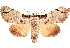  ( - CNCLEP00117805)  @15 [ ] CreativeCommons - Attribution (2014) CBG Photography Group Centre for Biodiversity Genomics